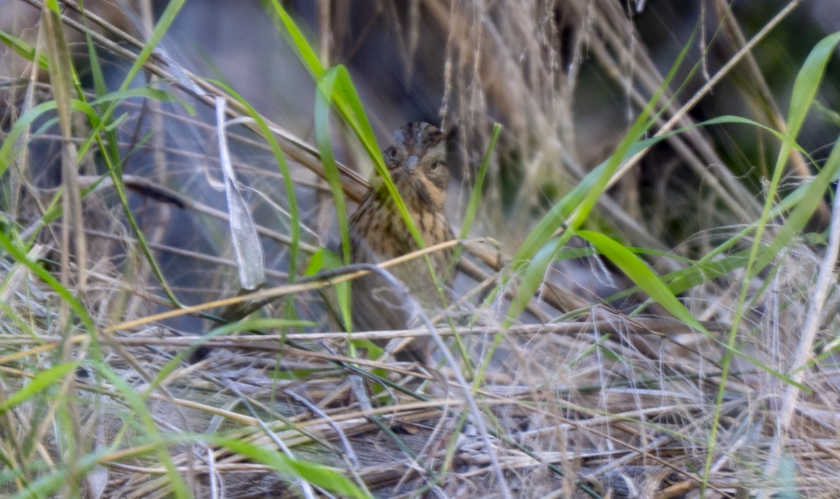 Lincolnammer - ML646562984