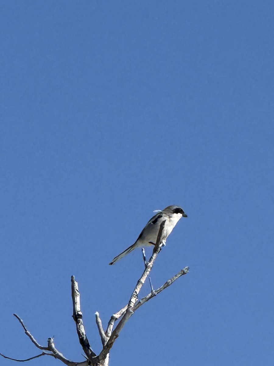 Loggerhead Shrike - ML646562985