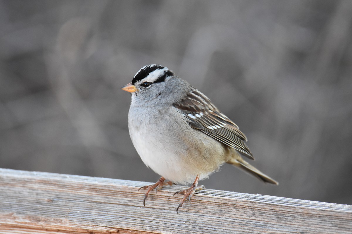 White-crowned Sparrow - ML646562987
