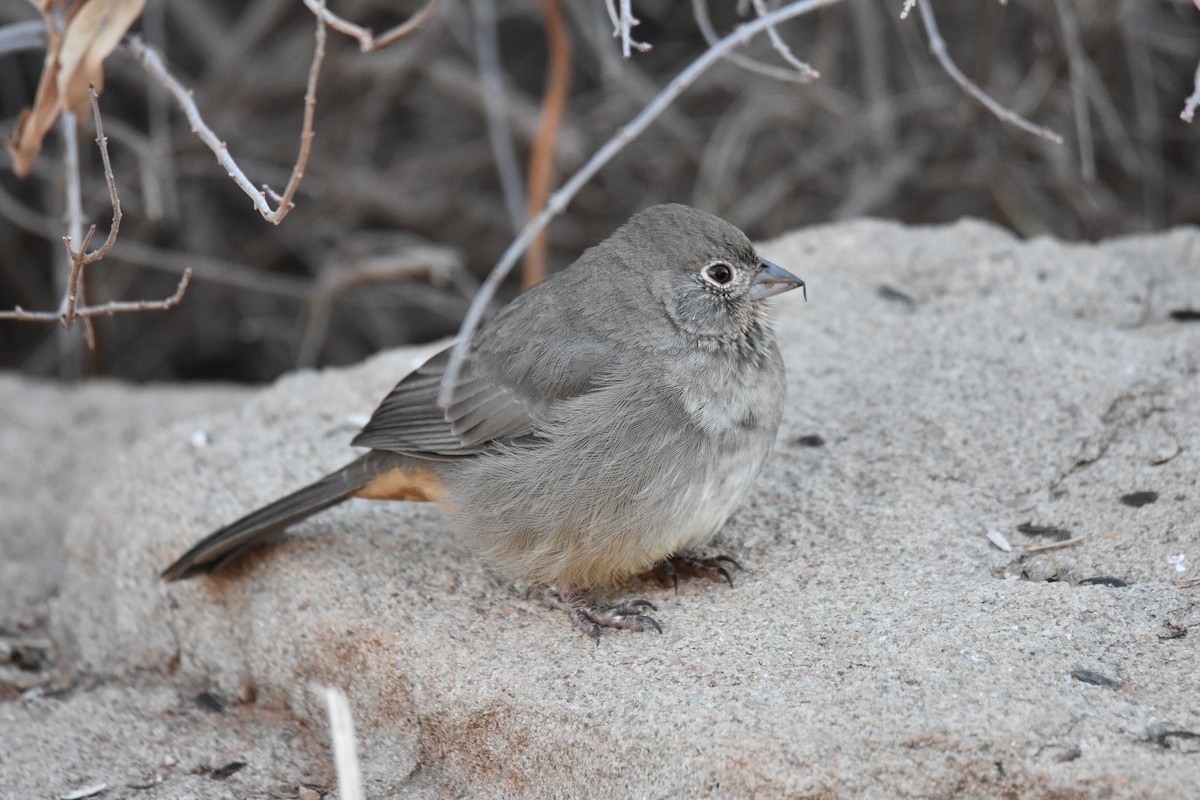 Canyon Towhee - ML646562991