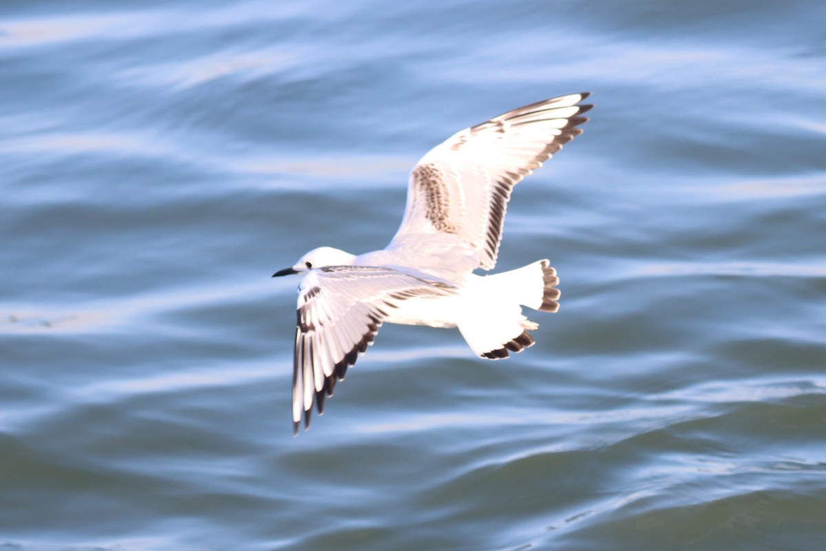 שחף אמריקני - ML646562993