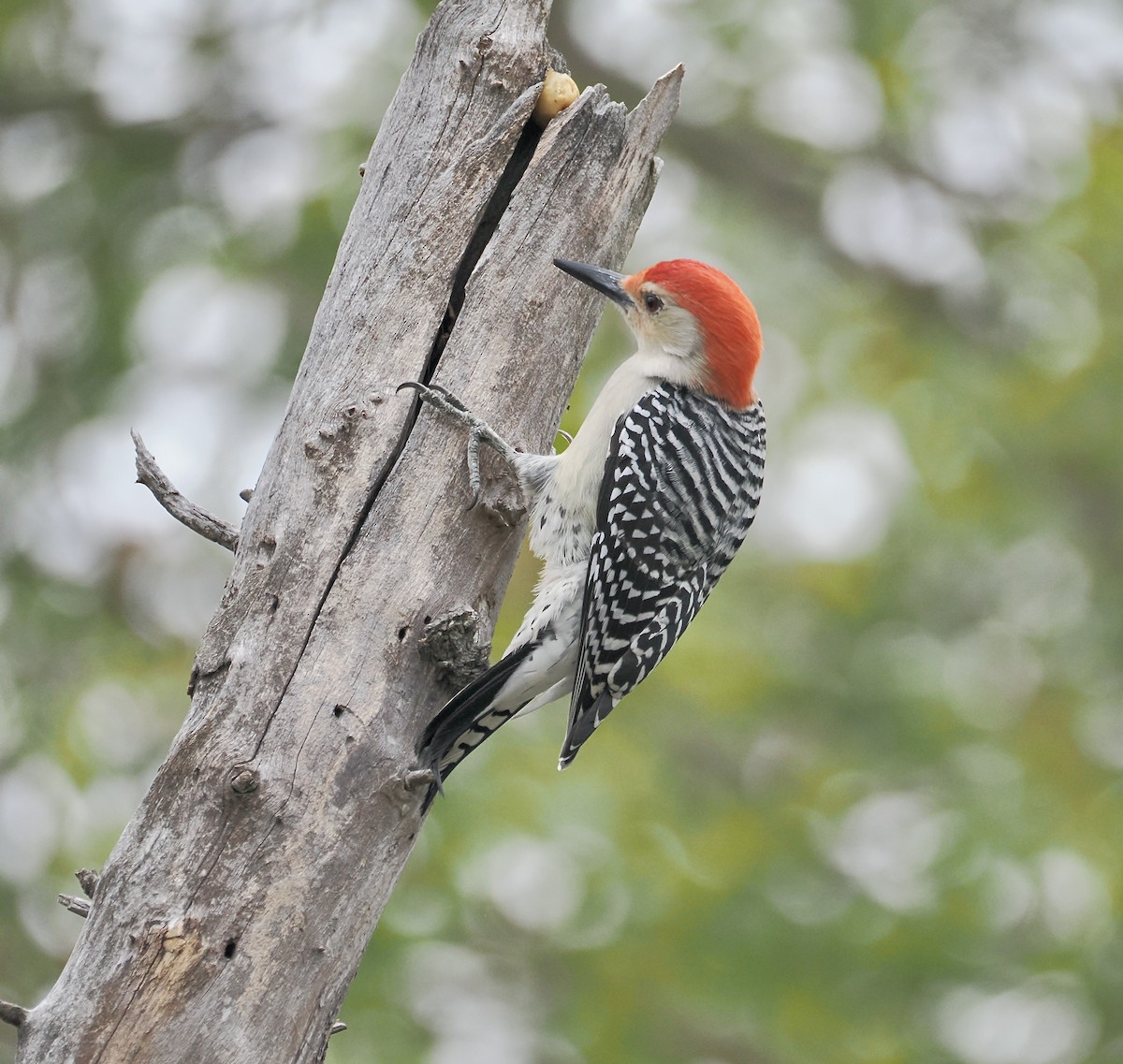 Гіла каролінська - ML646562994