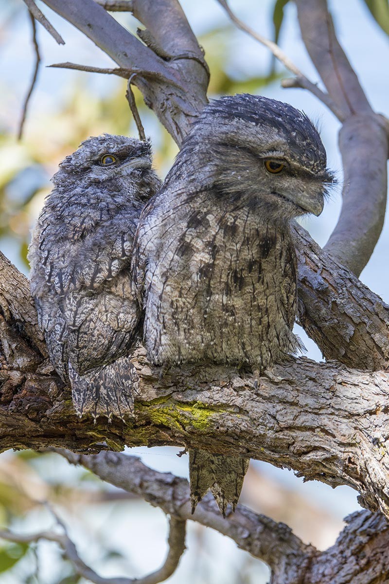 Tawny Frogmouth - ML646562995