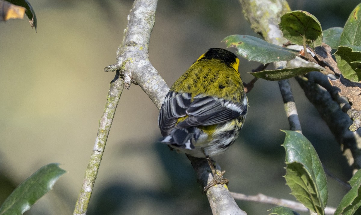 Townsendwaldsänger - ML646562997