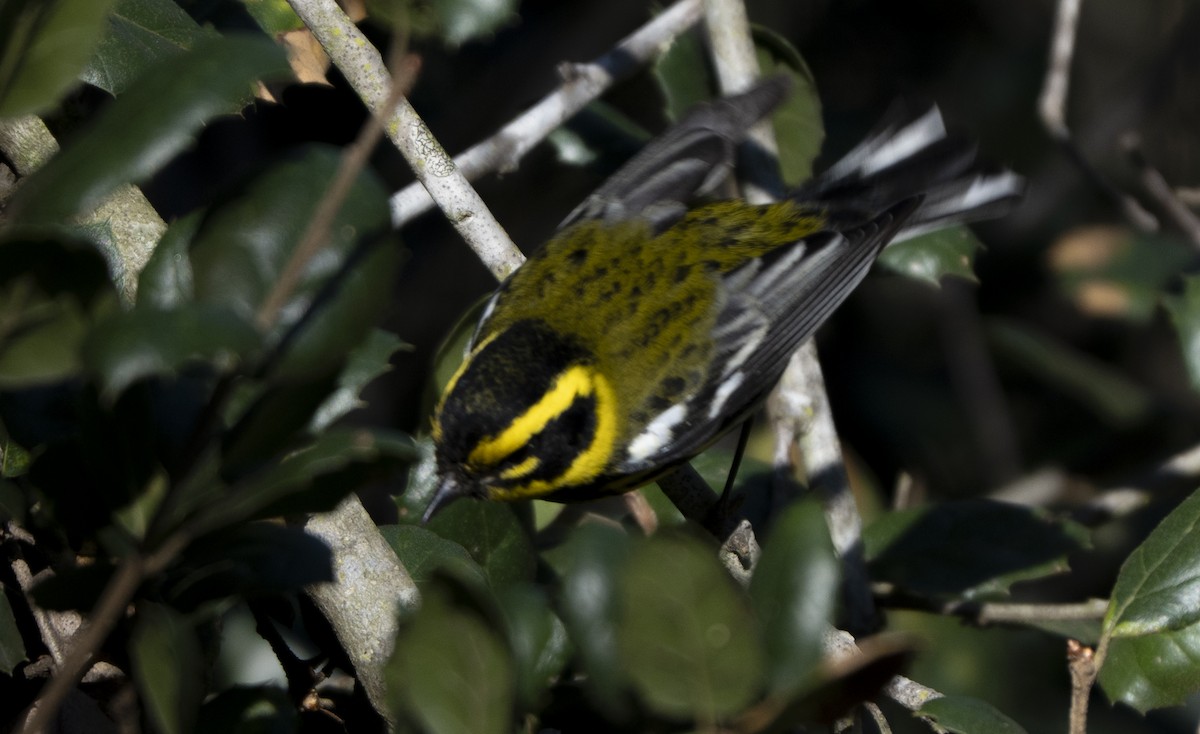 Townsendwaldsänger - ML646562998