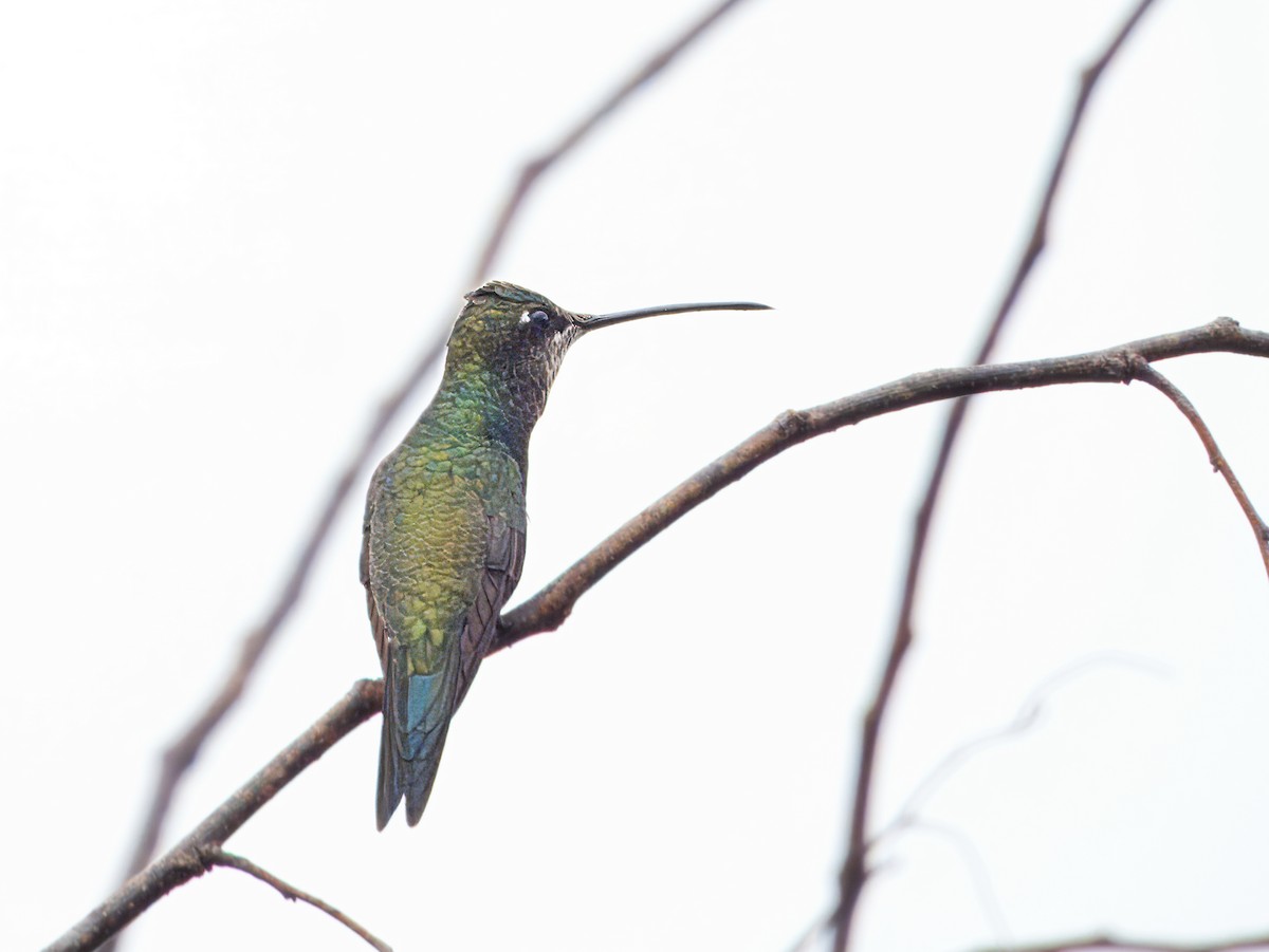 ノドフサハチドリ - ML646562999