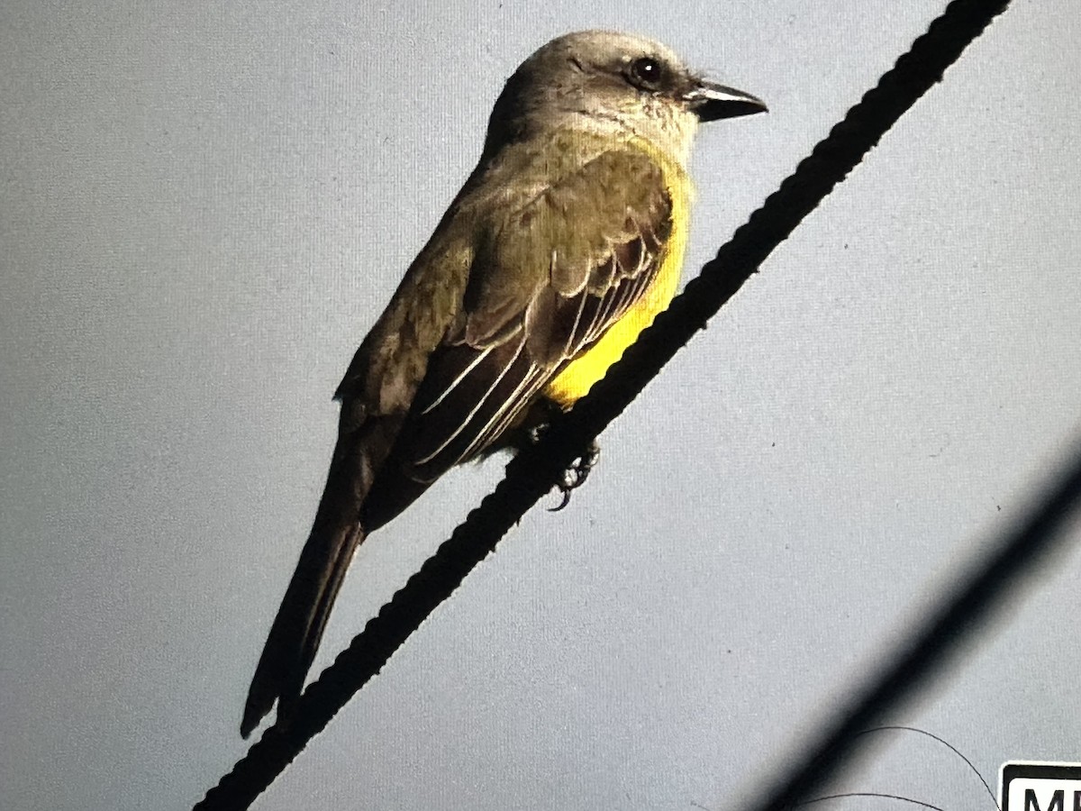 Tropical Kingbird - ML646563000