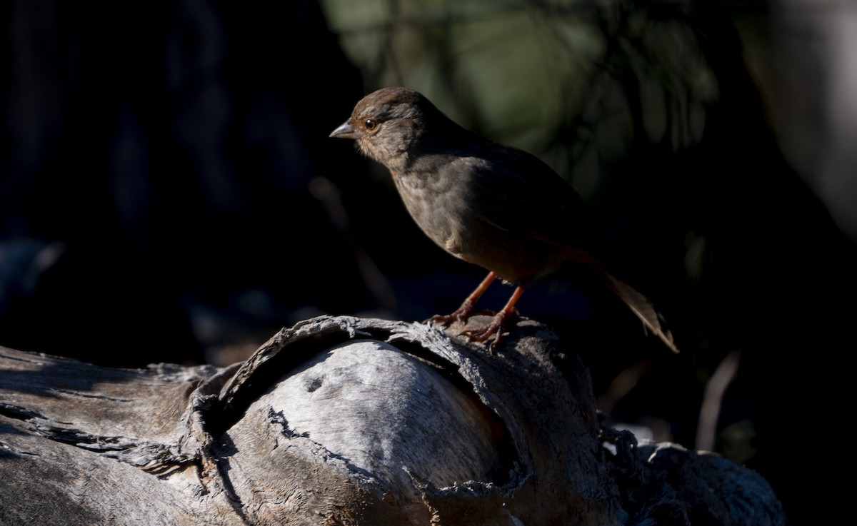 Kaliforniengrundammer - ML646563003