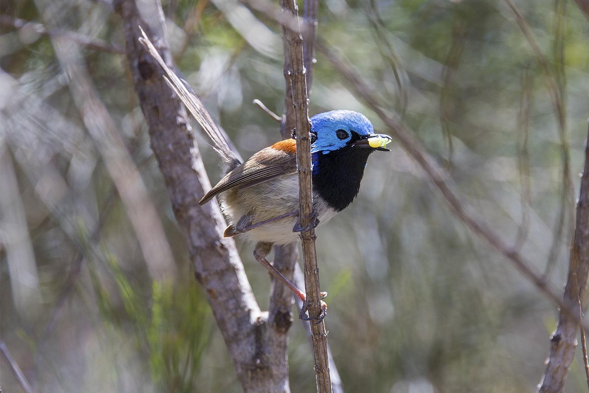 Variegated Fairywren - ML646563004