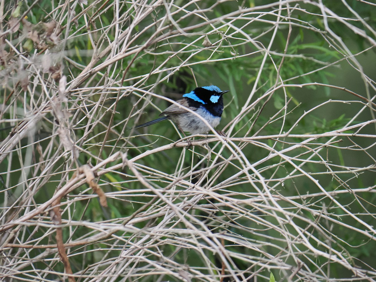 Muhteşem Peribülbülü - ML646563006