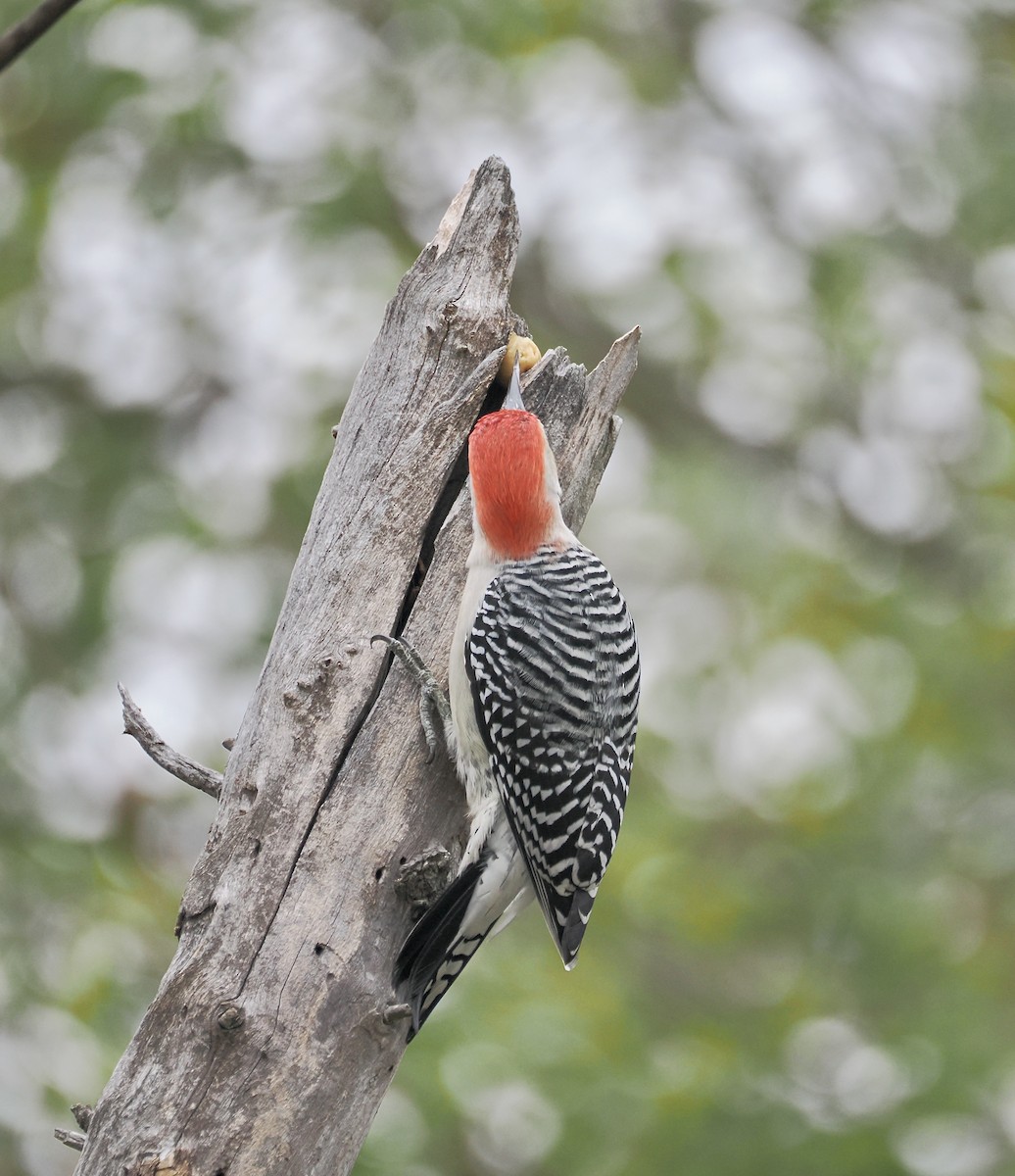 Гіла каролінська - ML646563008