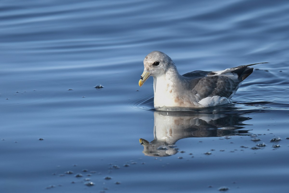 Northern Fulmar - ML646563009