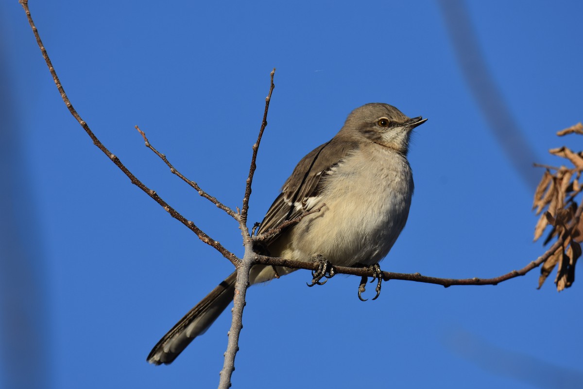 Northern Mockingbird - ML646563010
