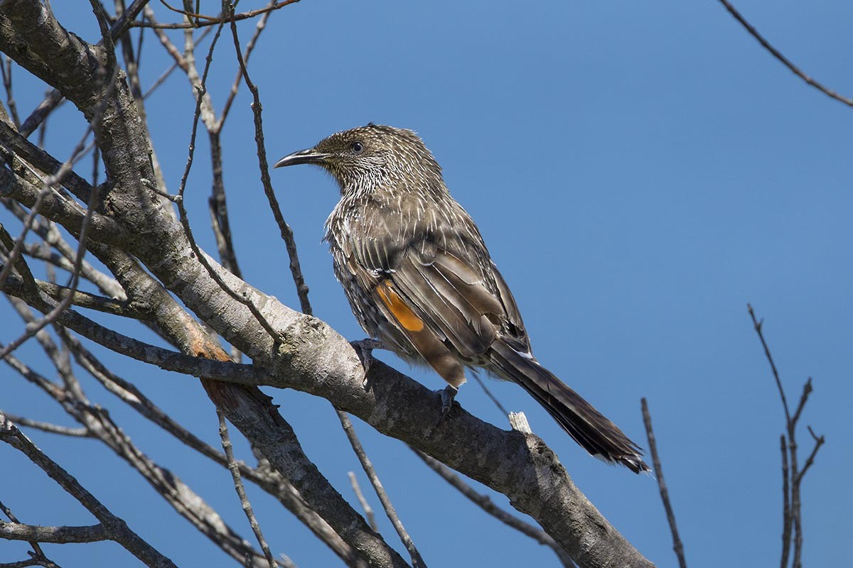 Little Wattlebird - ML646563012