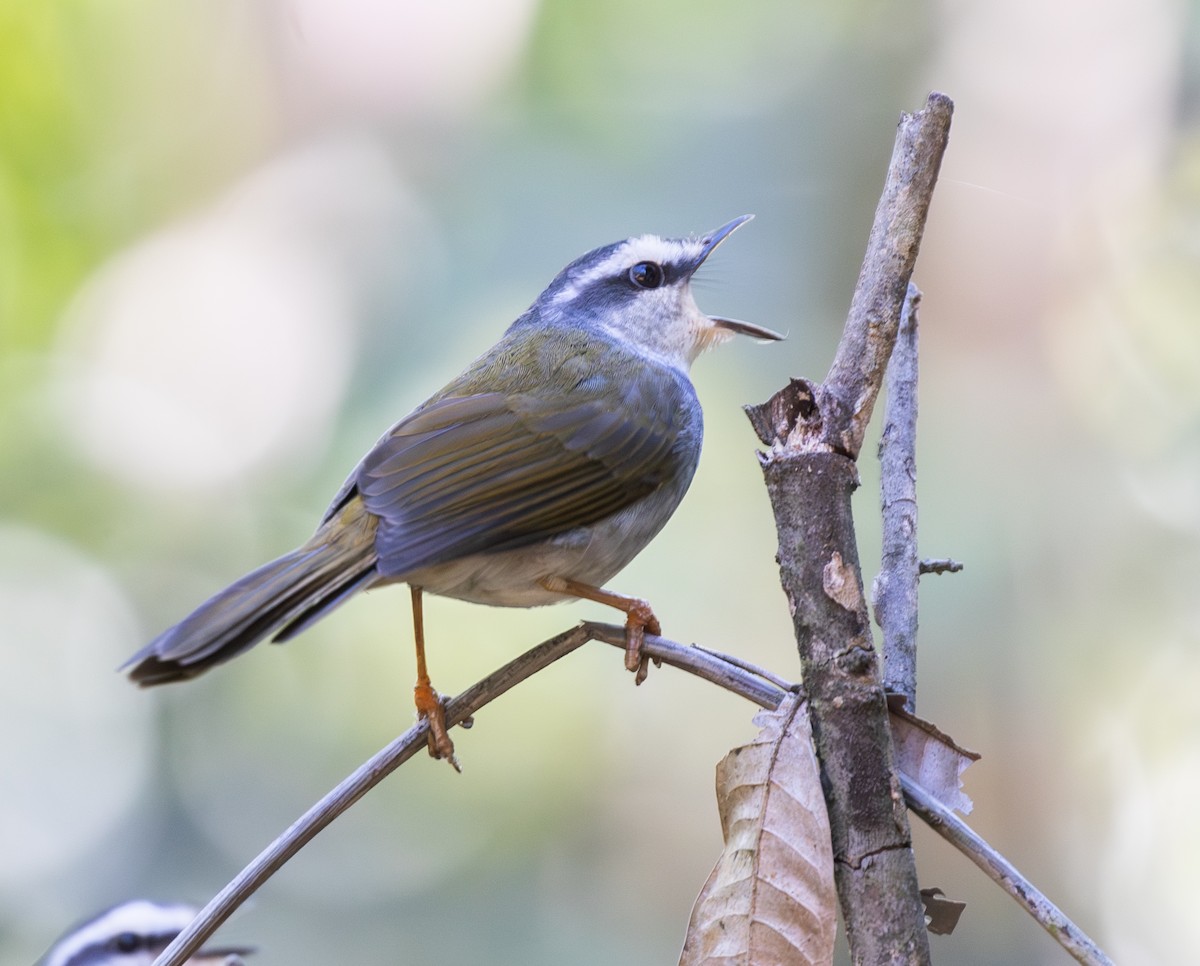 White-striped Warbler - ML646563013