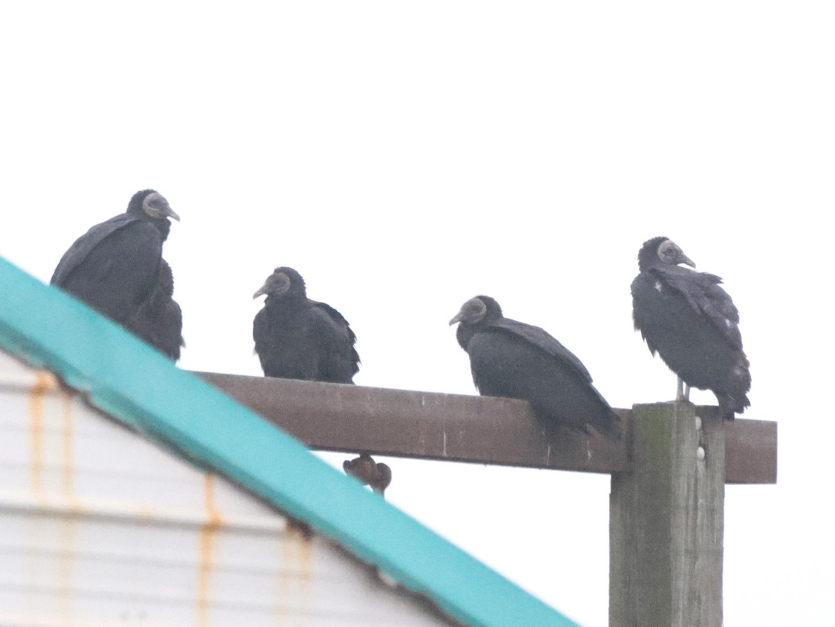 Urubu noir - ML646563015