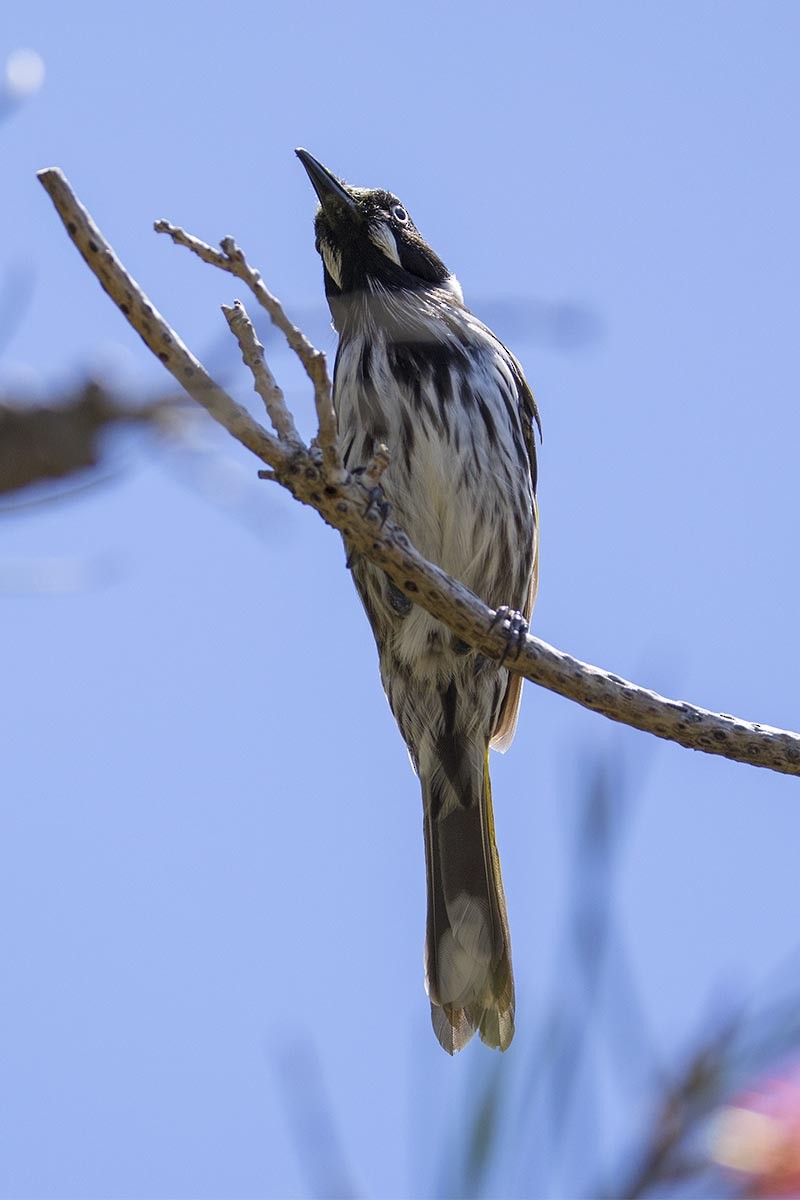 New Holland Honeyeater - ML646563017