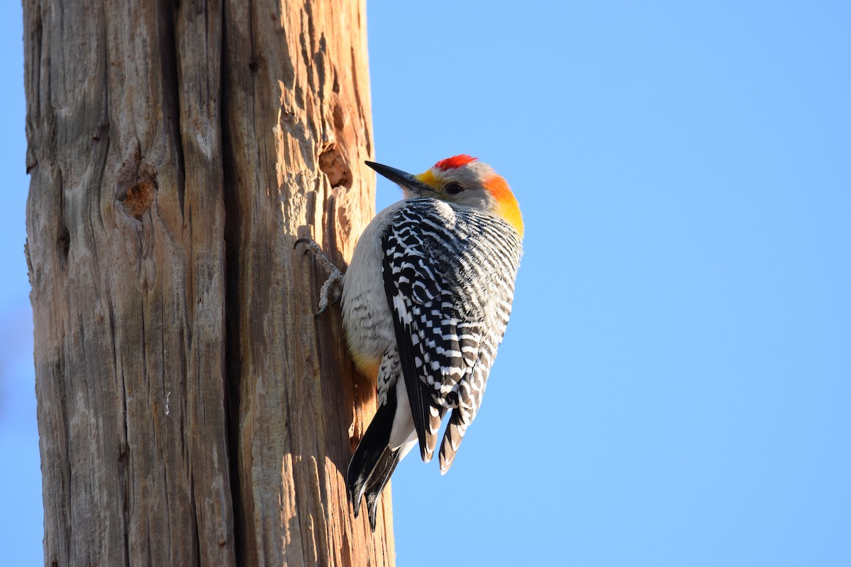 Golden-fronted Woodpecker - ML646563018