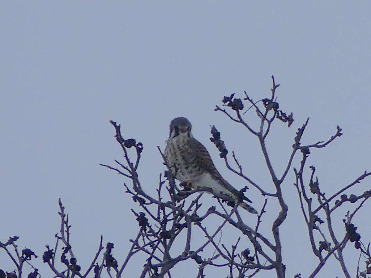 American Kestrel - ML646563019