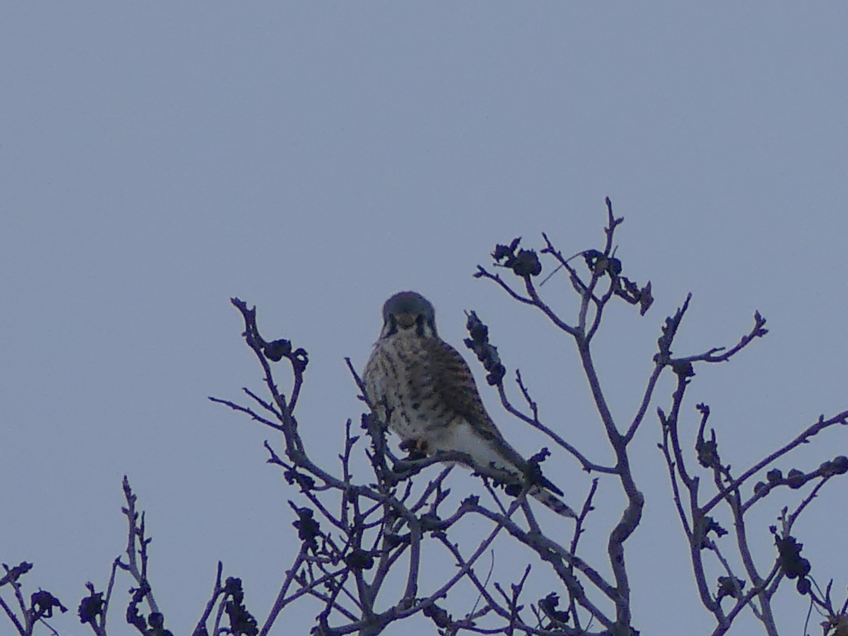 American Kestrel - ML646563020