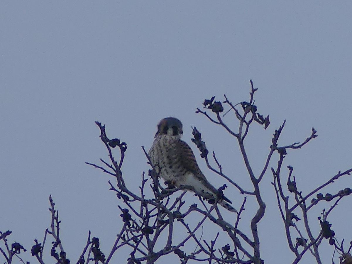American Kestrel - ML646563021