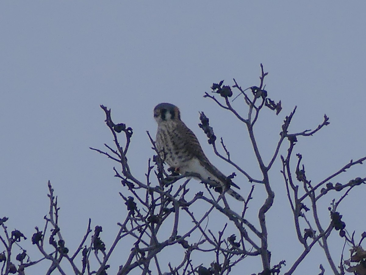 American Kestrel - ML646563022