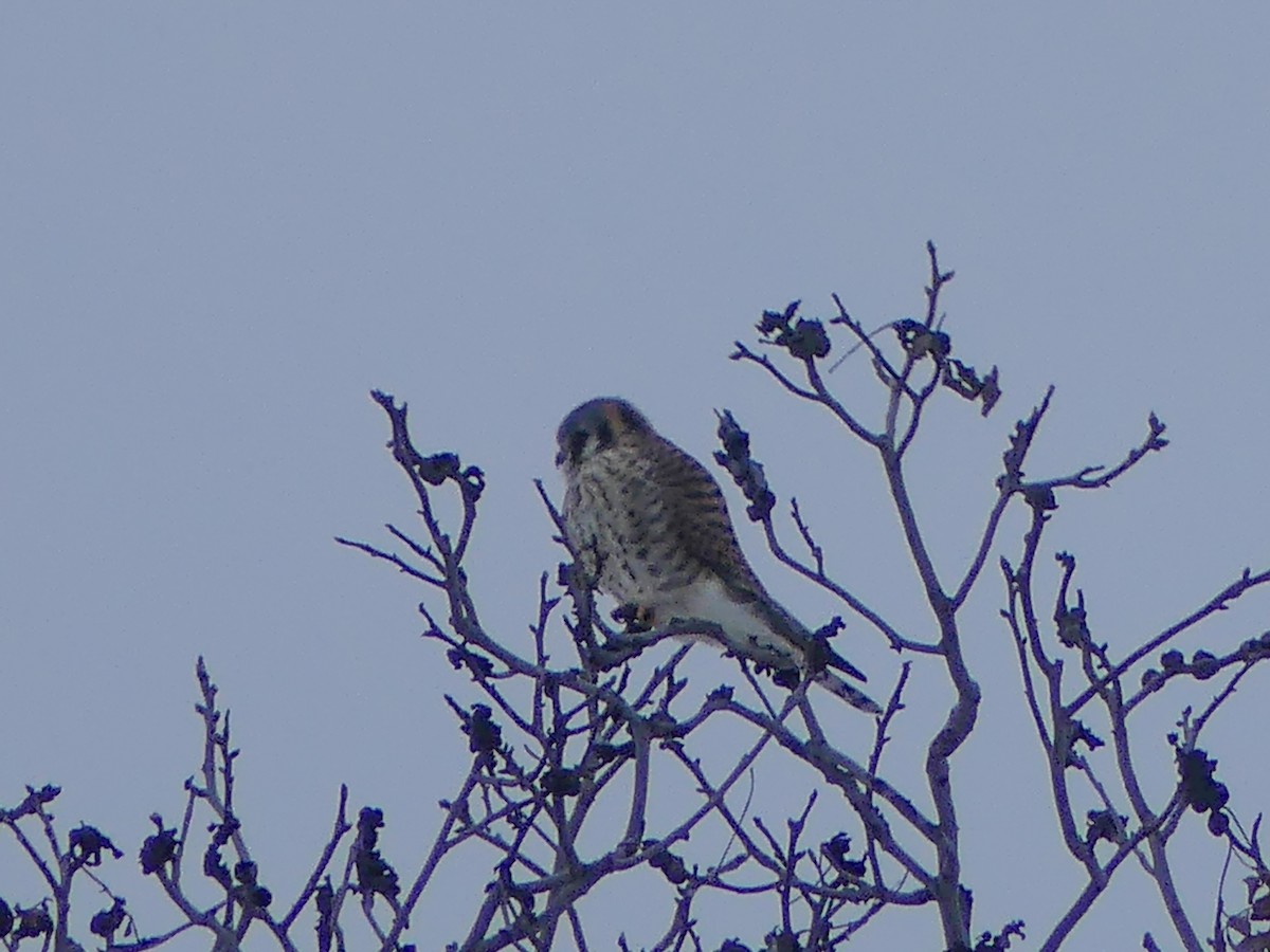 American Kestrel - ML646563023