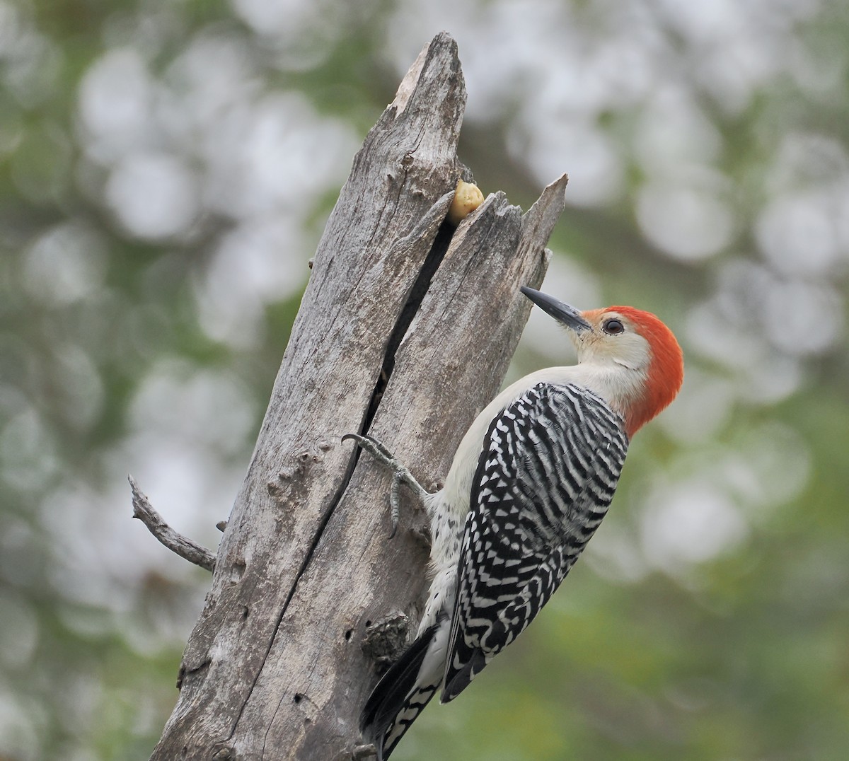 Гіла каролінська - ML646563024