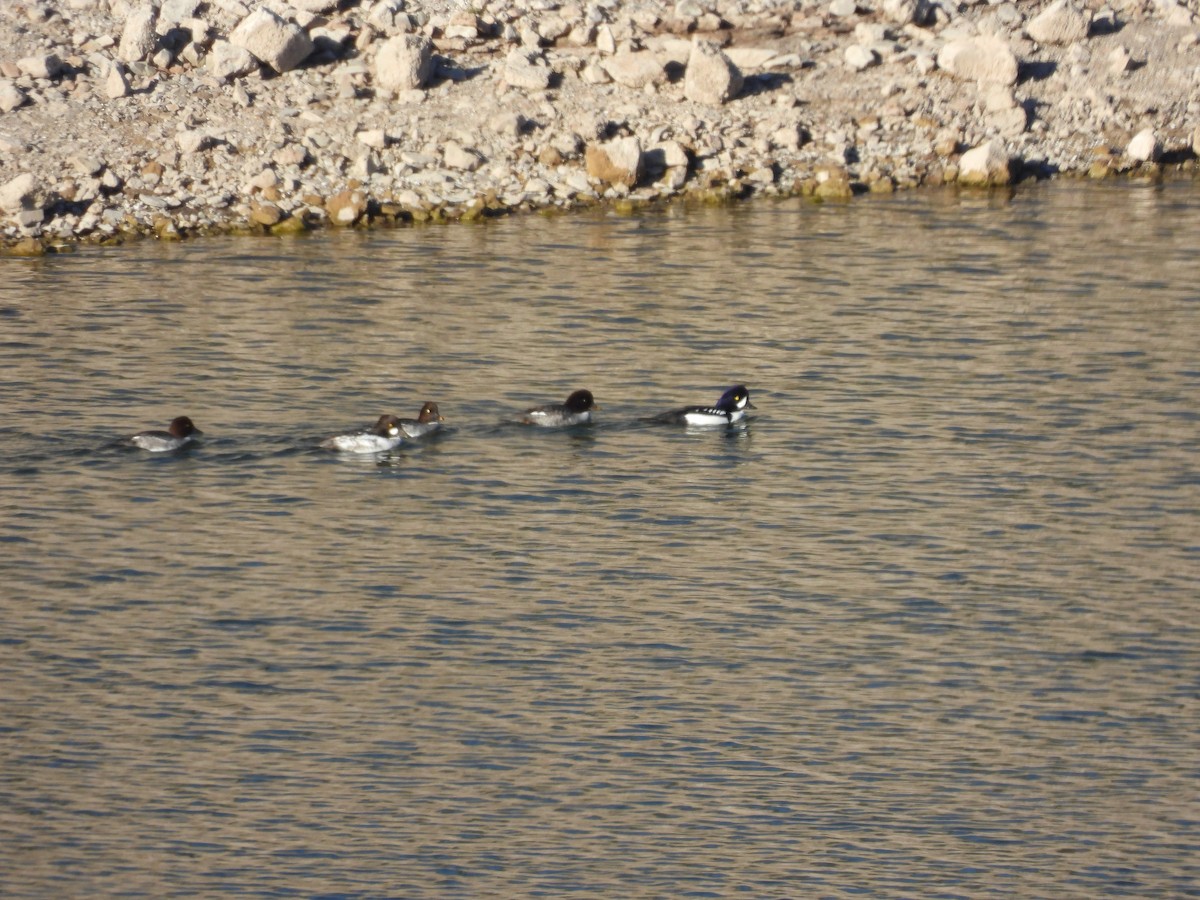 キタホオジロガモ - ML646563025