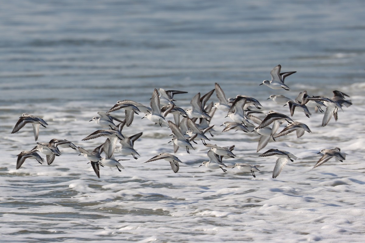 Sanderling - ML646563026