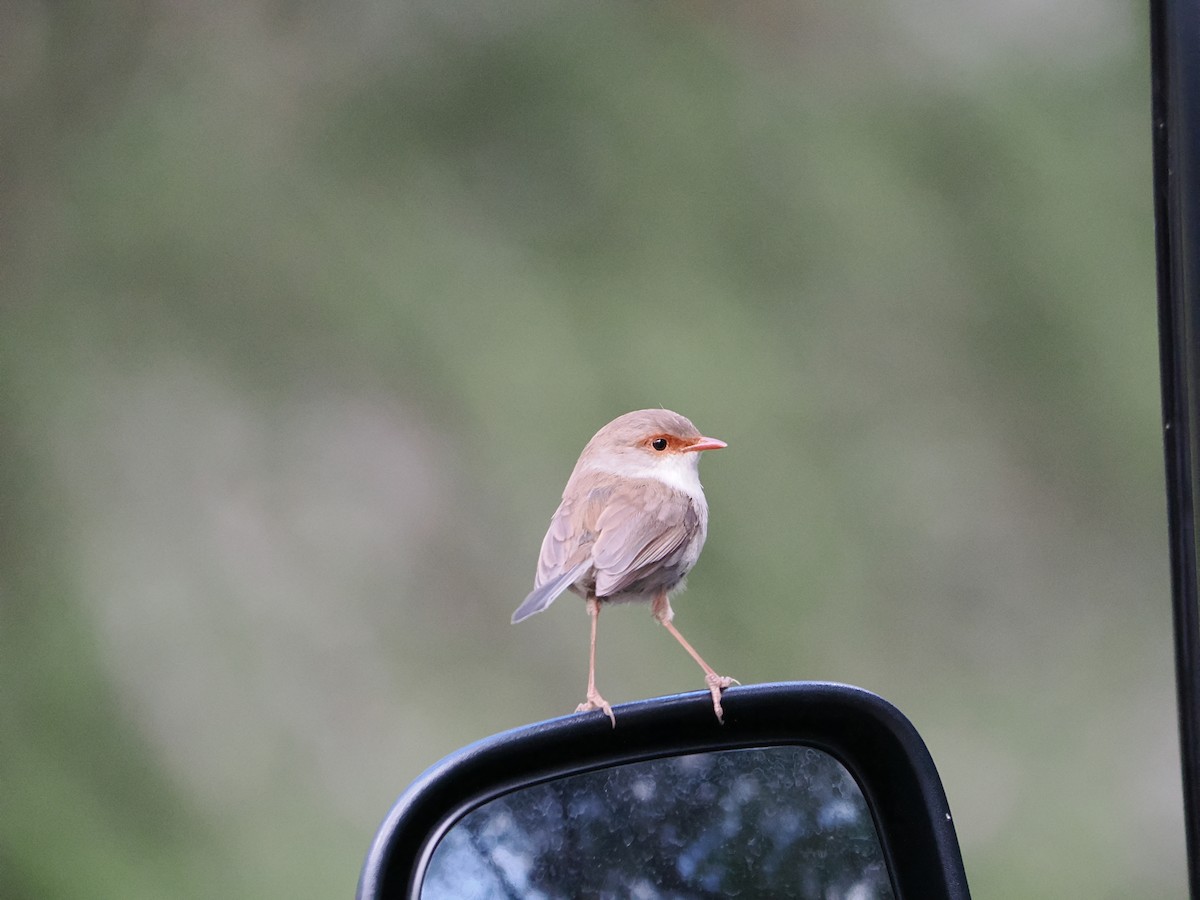 Muhteşem Peribülbülü - ML646563027