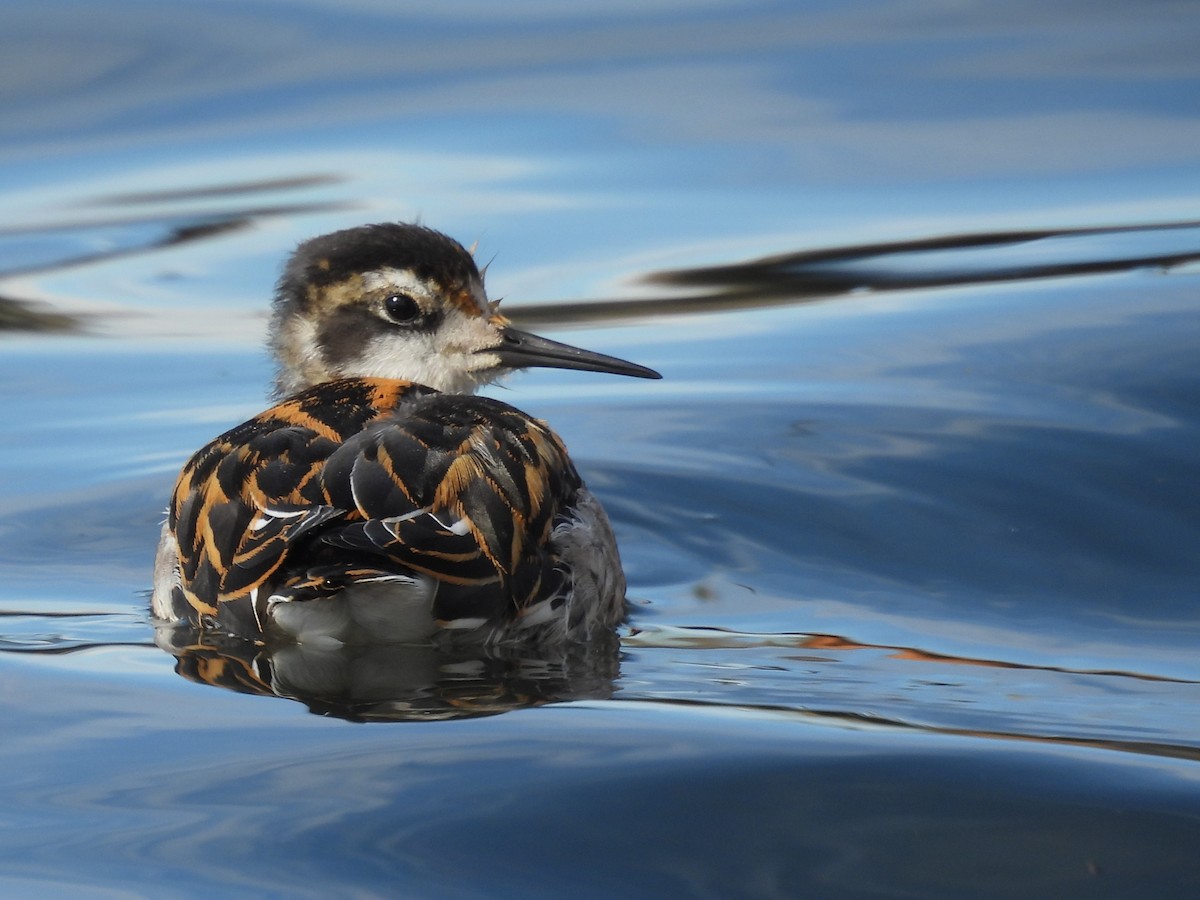 Phalarope à bec étroit - ML646563028