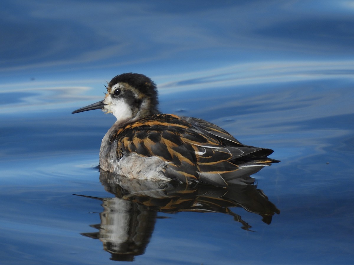 Phalarope à bec étroit - ML646563029