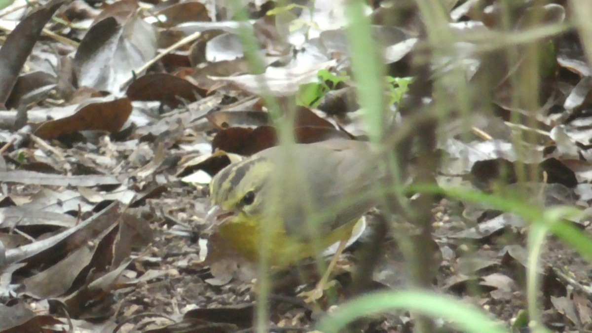 Golden-crowned Warbler (Stripe-crowned) - ML646563030