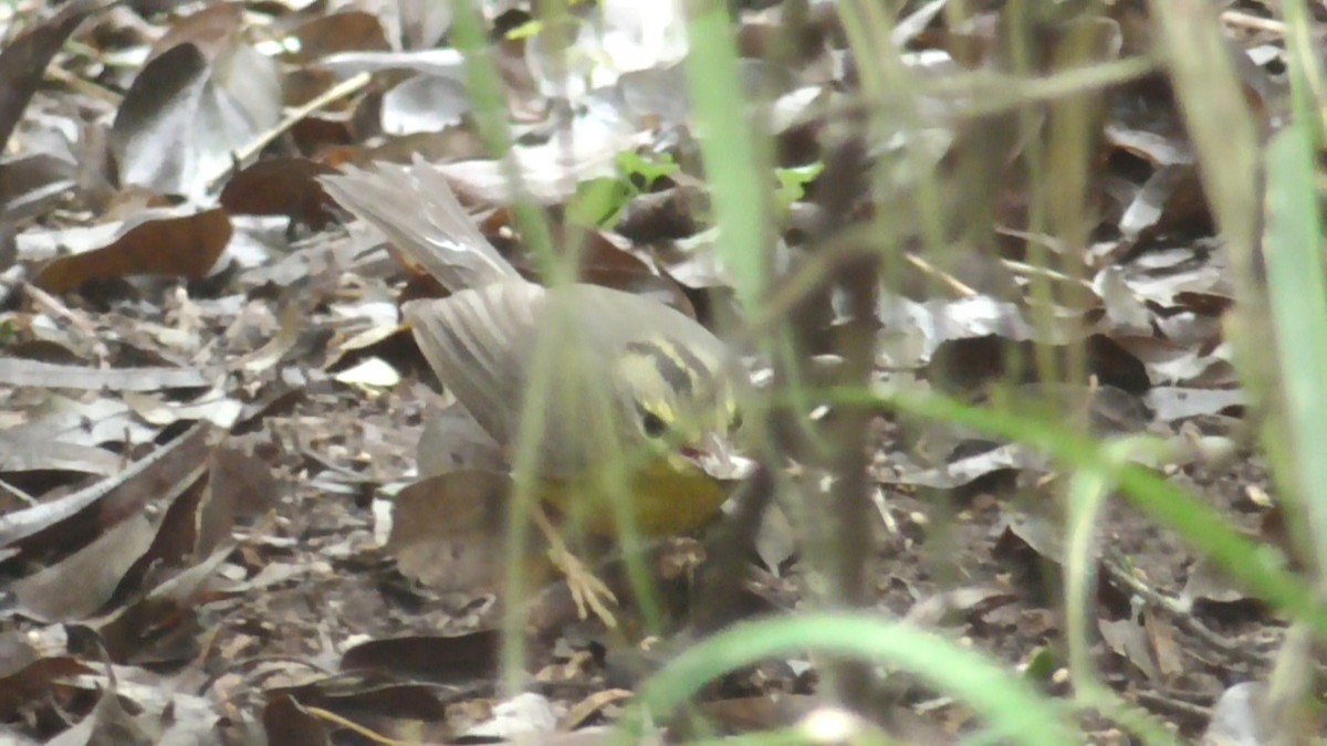 Golden-crowned Warbler (Stripe-crowned) - ML646563031