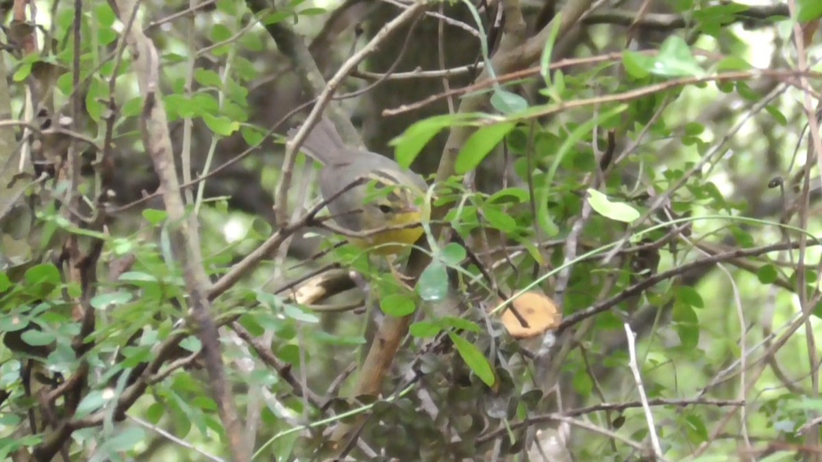 Golden-crowned Warbler (Stripe-crowned) - ML646563032