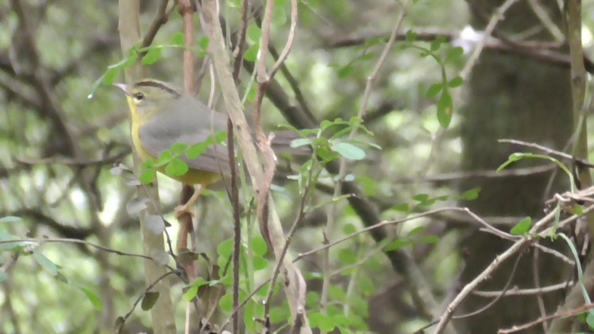 Golden-crowned Warbler (Stripe-crowned) - ML646563033