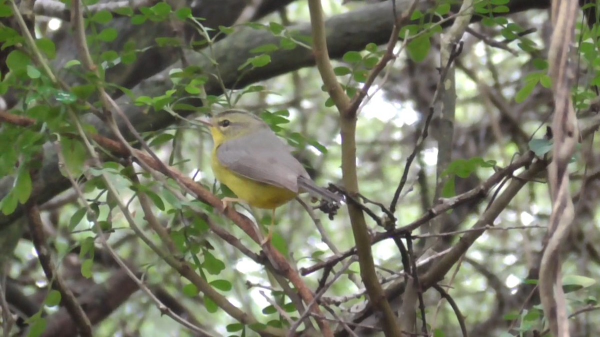 Golden-crowned Warbler (Stripe-crowned) - ML646563034