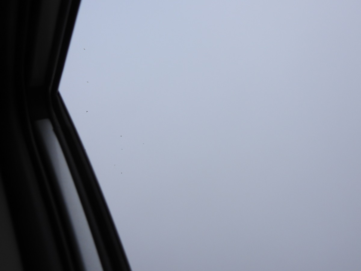 American Pipit - ML646563035