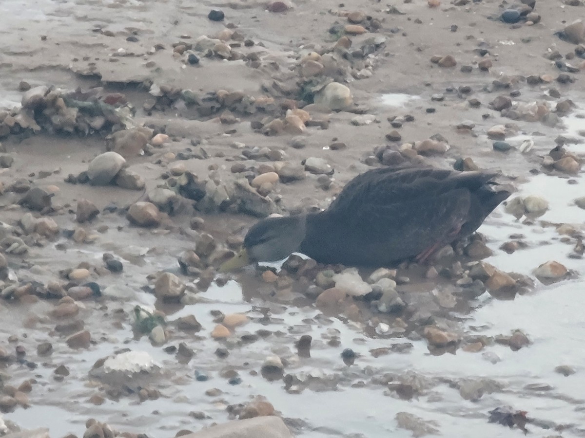 American Black Duck - ML646563036