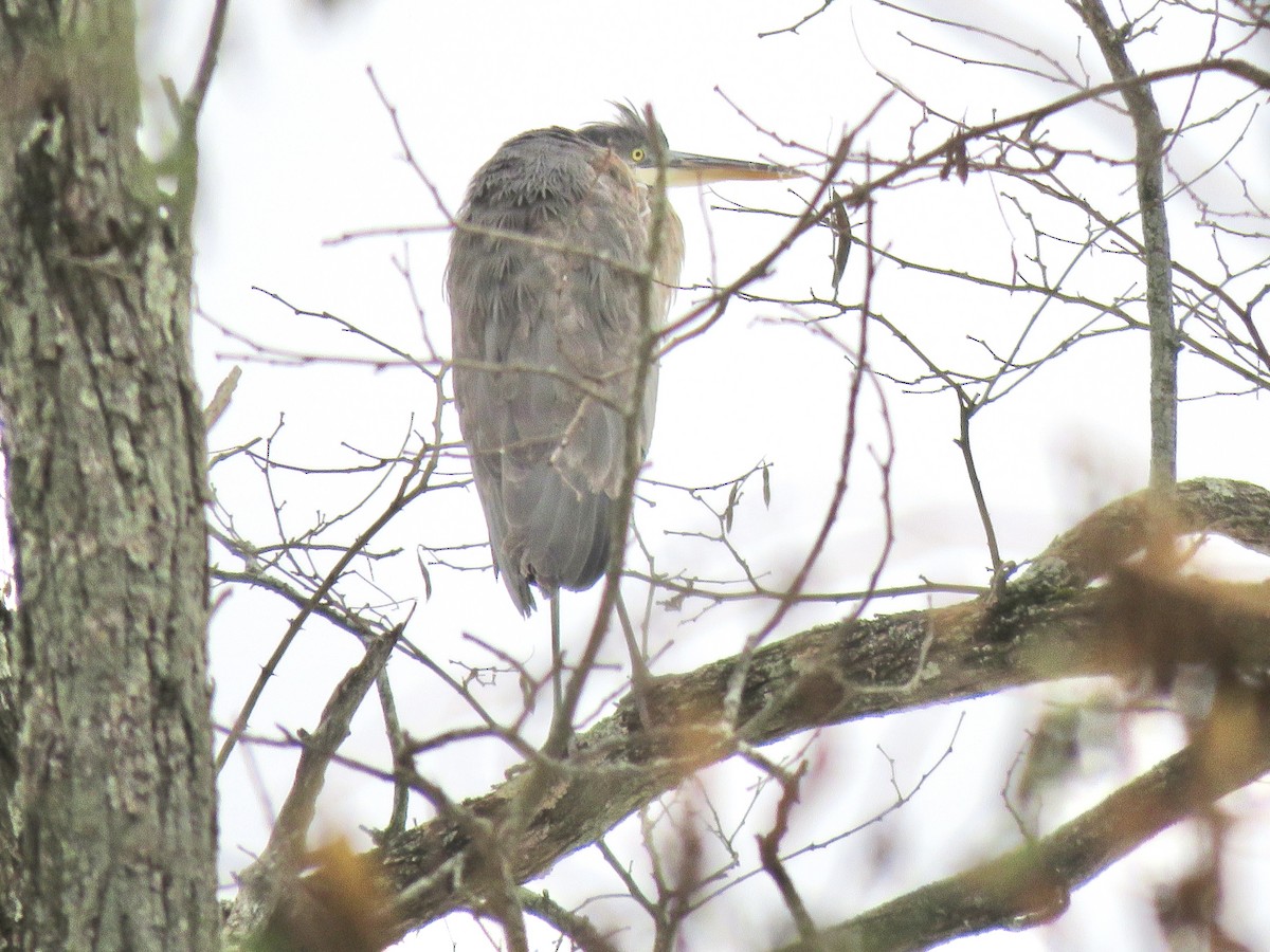 Great Blue Heron - ML646563037