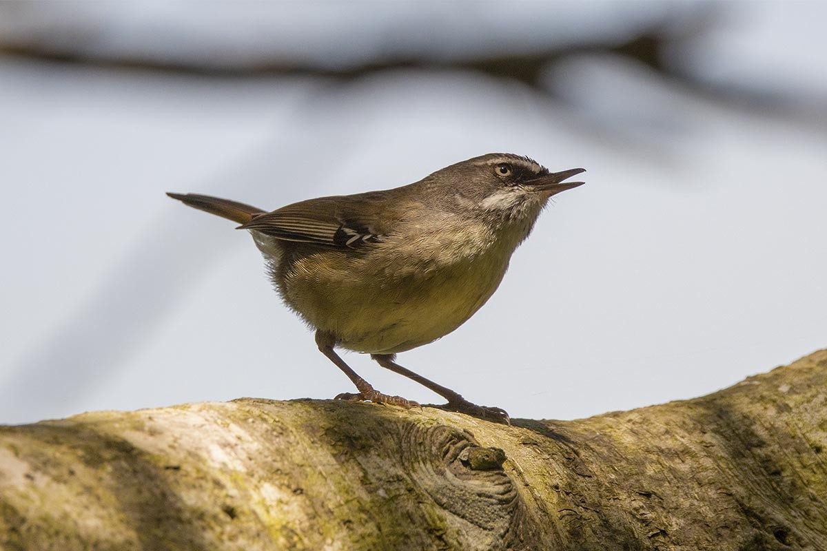 White-browed Scrubwren - ML646563038