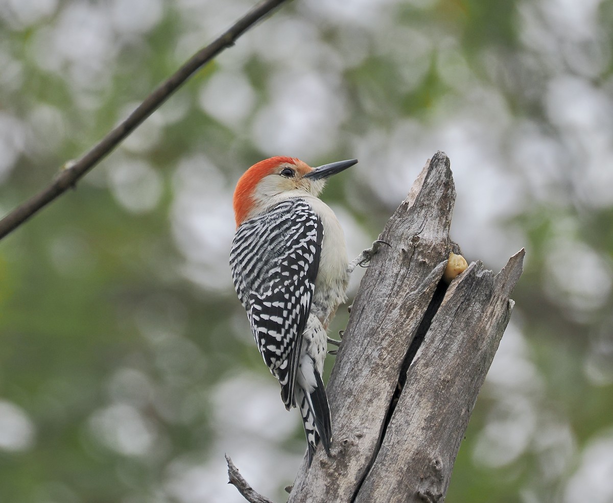 Гіла каролінська - ML646563039