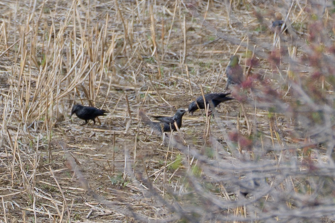 Spotless Starling - ML646563041