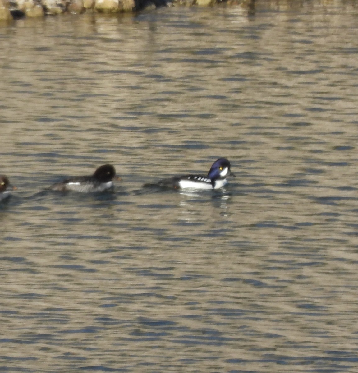 キタホオジロガモ - ML646563042