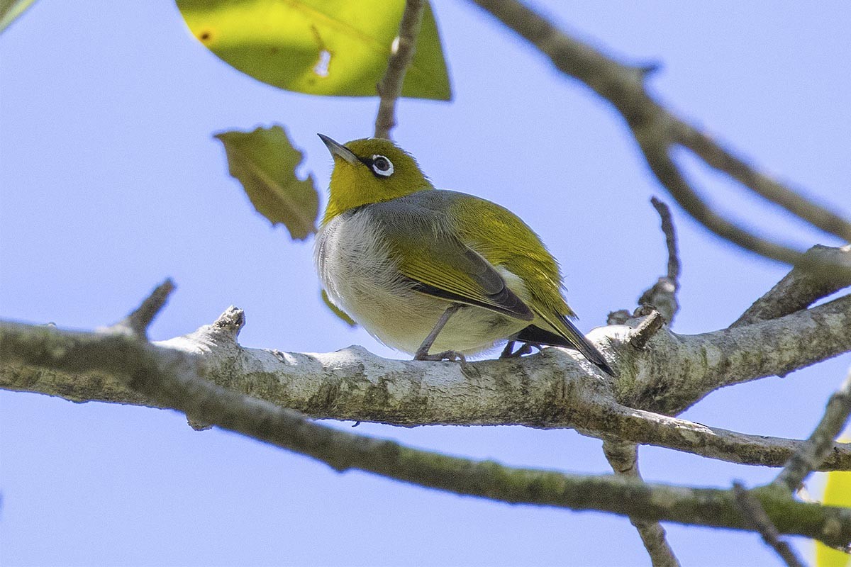 Silvereye - ML646563043