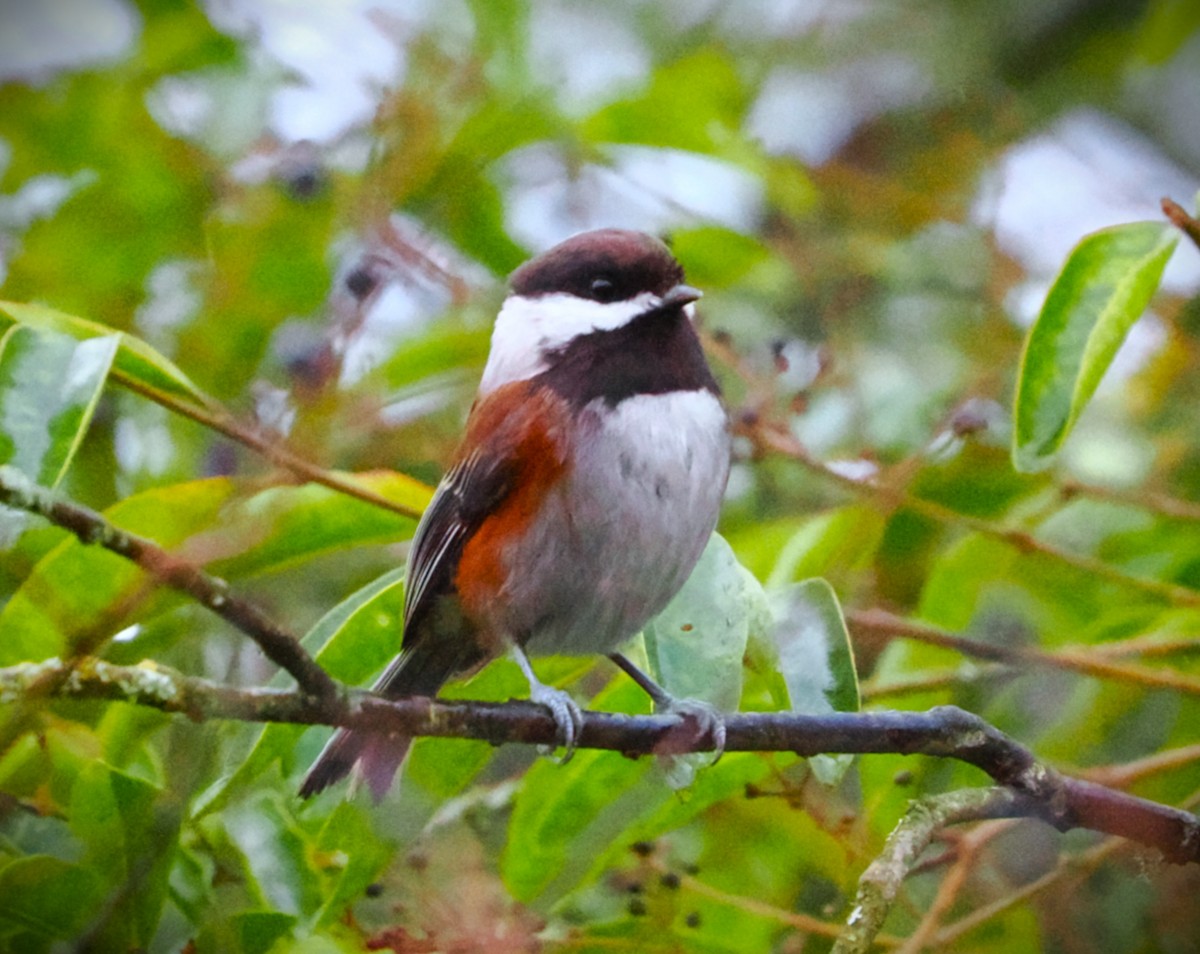 Chestnut-backed Chickadee - ML646563045