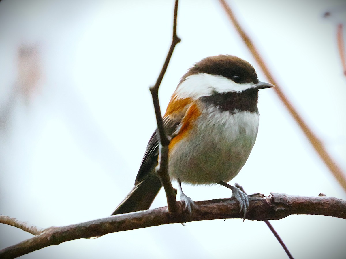 Chestnut-backed Chickadee - ML646563047