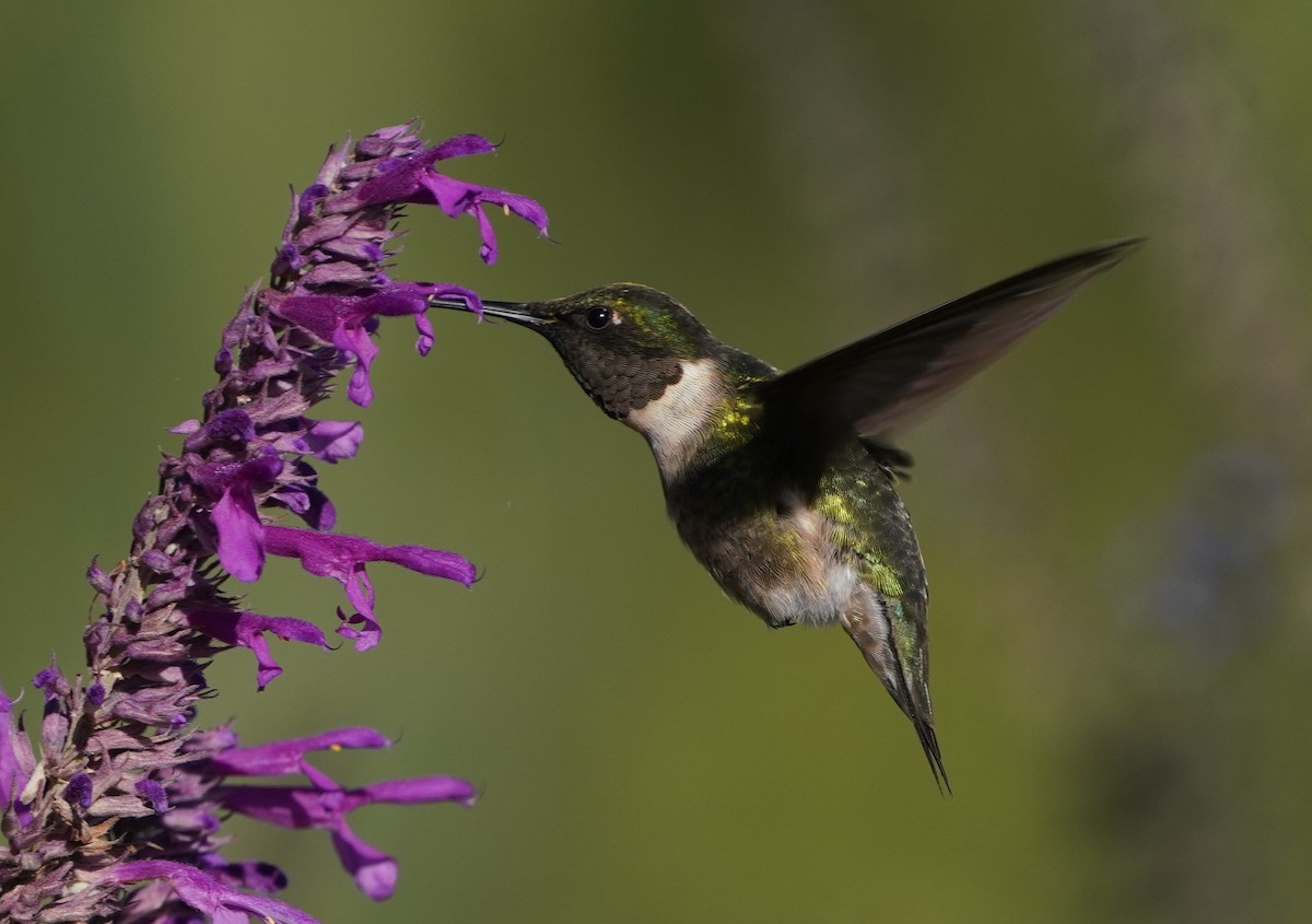 Colibri à gorge rubis - ML646563051
