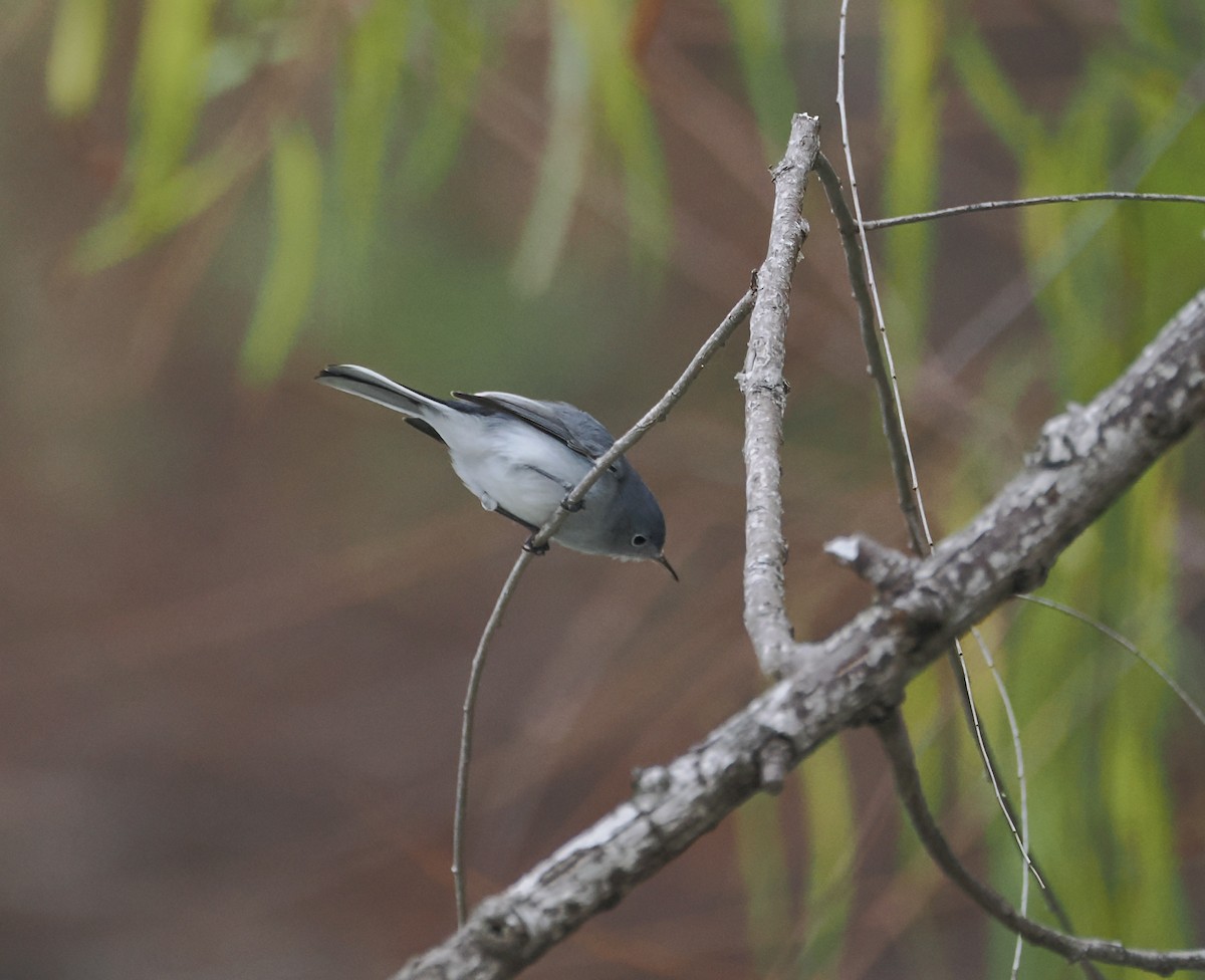 Blue-gray Gnatcatcher - ML646563054